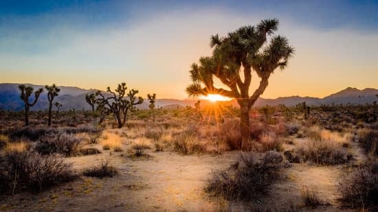 canva-sunset-on-the-desert-landscape-in-joshua-tree-national-park,-california-MADapH9jHLI